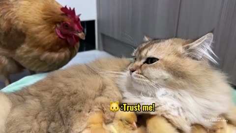 The hen suspects the kitten has stolen the chicks! The cat returned the chick to