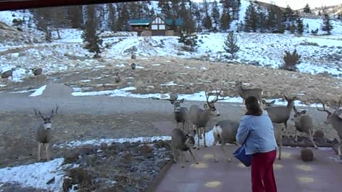 Wild Deer Swarm From All Over After Woman Calls Out For Them
