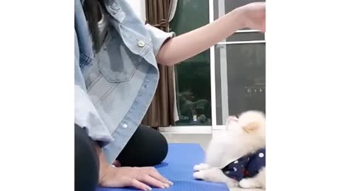 Teaching the Dog who to ask For food