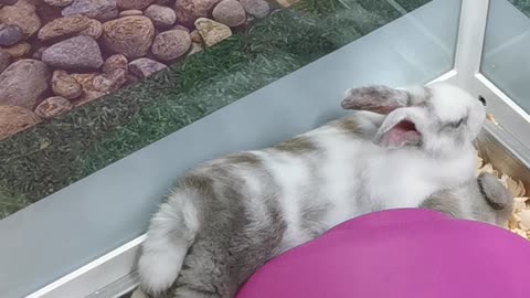 Bunny perfectly sploots on top of his best friend