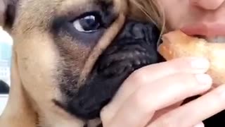French Bulldog nibbles on owner's pizza slice