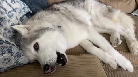 Stubborn Husky received bad news and throws tantrum