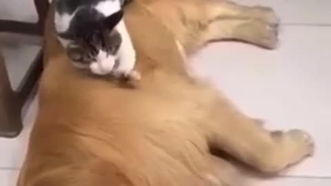 The dog and cat love