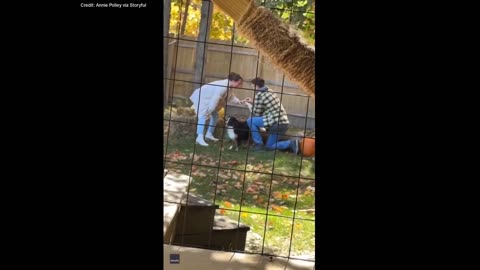 Move! Cat photobombs video of backyard marriage proposal