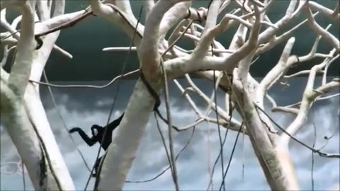 funny Gibbons playing and climbing