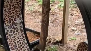 Rehabilitated Raccoon Runs on Exercise Wheel