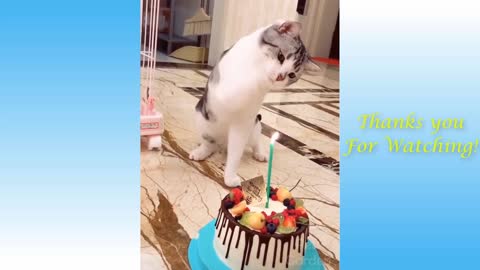 Funny Animal compilations with cute pets