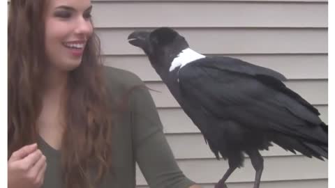 Raven Talks like a Human A Talking Bird!!!! Best Viral Of Internet
