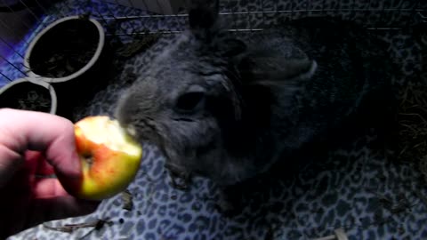 funny rabbit love to eat apples