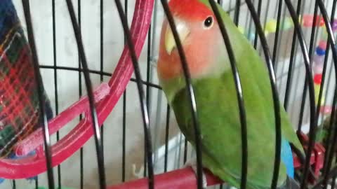My pet parrots are very beautiful.