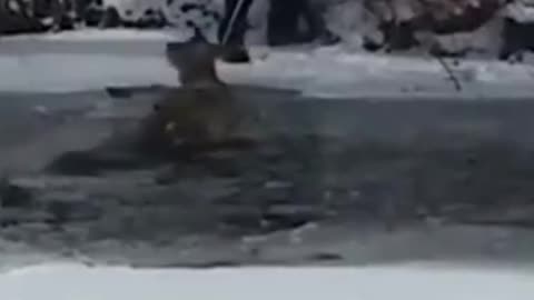😥Deer was dying as it was stuck on the ice but a man saves its life😄