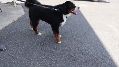 Bernese mountain dog grooming w haircut (owner request
