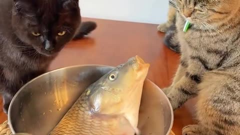 Fish & cats funny🤭