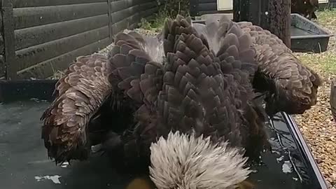 Majestic American Bald Eagle Taking a Bath