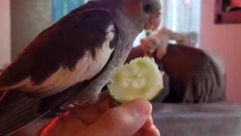 Cockatiels eat a healthy snack and good refreshment when molting