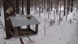 Winter Walk Through The Forest