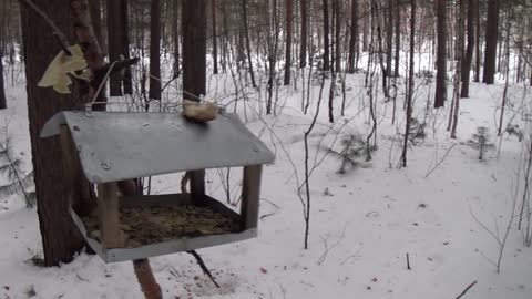 Winter Walk Through The Forest