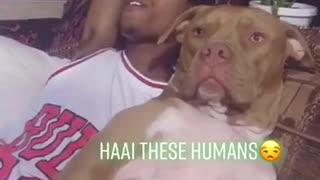 Confused pup is utterly speechless during owner's singing session
