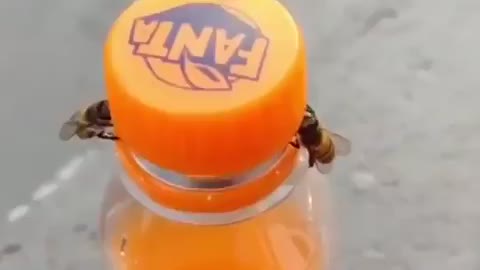 Bees power