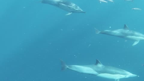 Underwater Footage Of Many Dolphins Swimming Rapidly