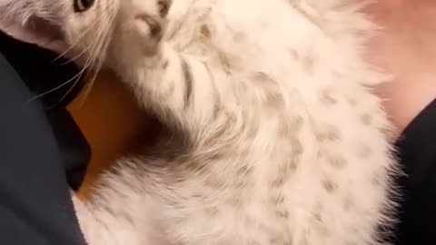The cute fluffy kitty wants some attention