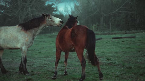 Horses in winter