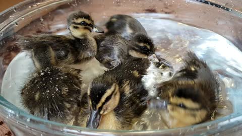 Amazing underwater ducklings swim in water bowl