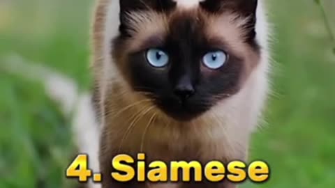 Most beautiful top 10 cat breeds in the world