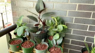 GROOVY PLANT: Enjoying the beautiful look and benefits tropical indoor plant.
