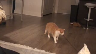 Cute Cat Entertains Itself