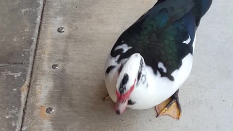 Feeding a Duck Caramel Corn Cracker Jacks Hand Feeding Wild Duck