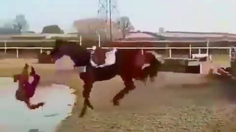 Horse funny video 2021