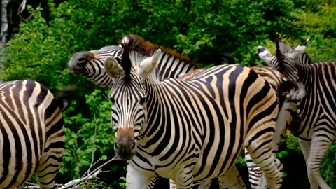 Zeebras: The Majestic Creatures of the Savannah