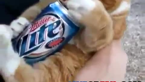 Funny Drunk Cat Loves His Beer