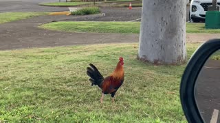 Dole Plantation Rooster