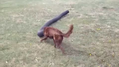 Dog is Putting it head in the pipe