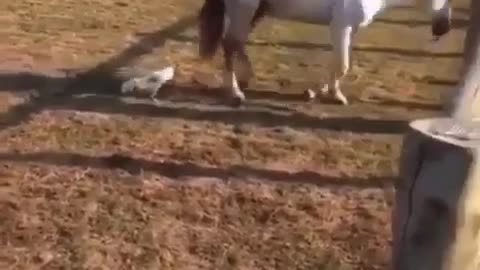 Hen vs Horse