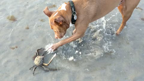 Dog VS. Crab