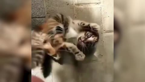 Funny and Cute Cat Playing With Hand Par 02