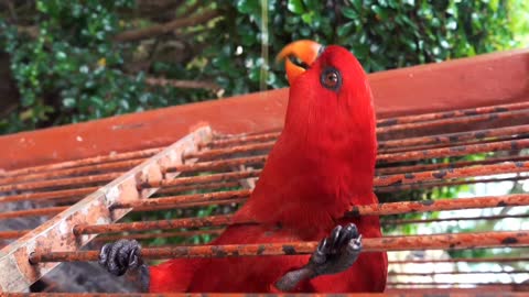 Lovely Birds | Beautiful birds | Budgies and Cockatiel Birds
