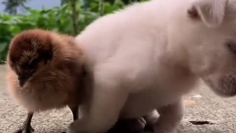 Cute baby dog wants to sleep with a baby hen😍😍😍