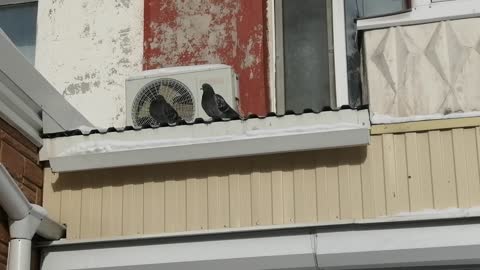 The pigeons are on the balcony and enjoying themselves.