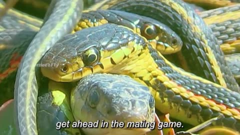 Slithering Elegance: The Enigmatic Garter Snake