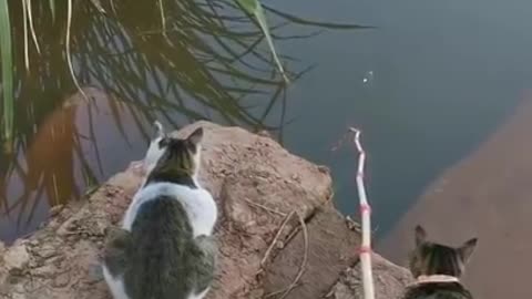 Best Fishing Video Amazing Fishing BigFishingTV Tik Tok China #shorts.mp4