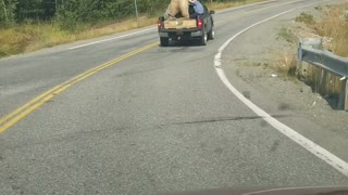 Giant Bear Travels in Truck Bed