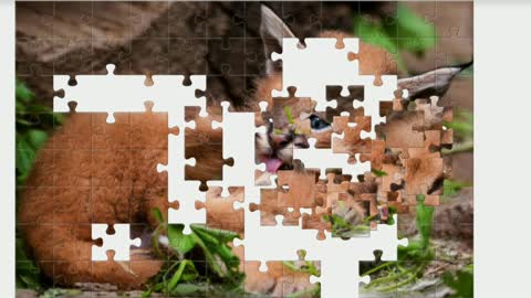Puzzle. Kitten caracal. Nature.