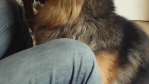 German Shepherd doesn't want owner to leave