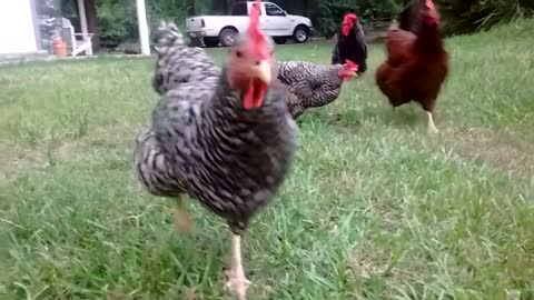 ASMR Big Chickens out in the yard