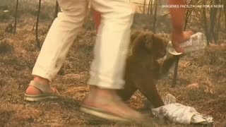 Fallece el koala rescatado durante los feroces incendios de Australia