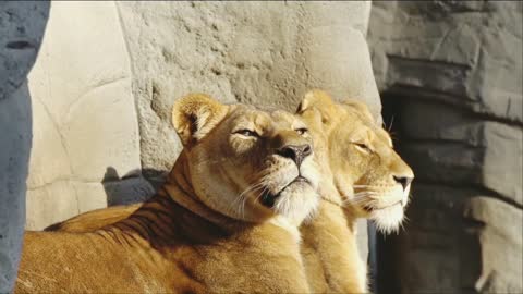 Cute Lion Hagenbeck New Video